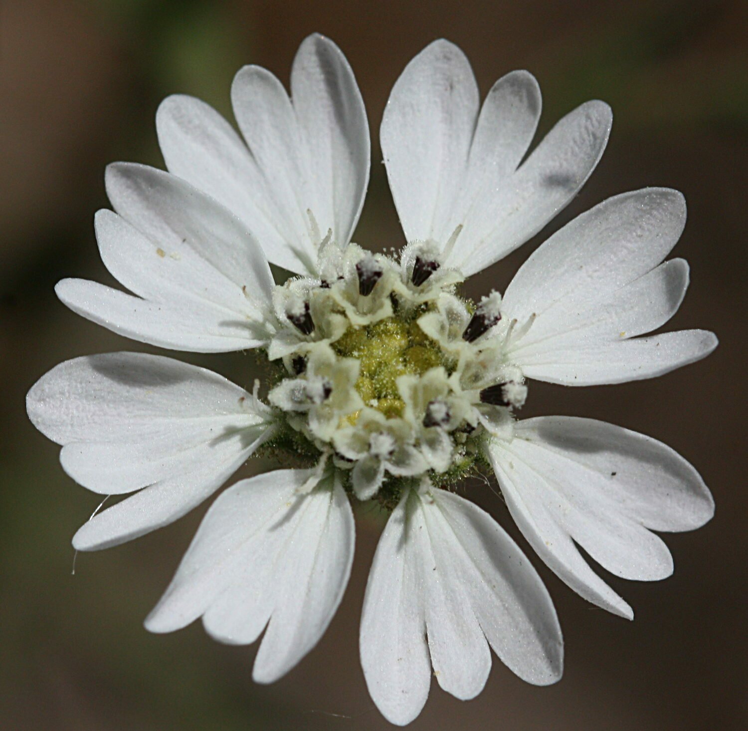 High Resolution Hemizonia congesta luzulifolia Flower